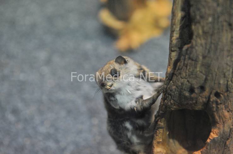 하늘다람쥐(小飛鼠) Pteromys volans