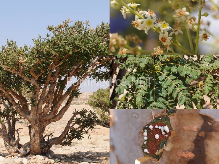 유향나무(乳香樹) Boswellia sacra