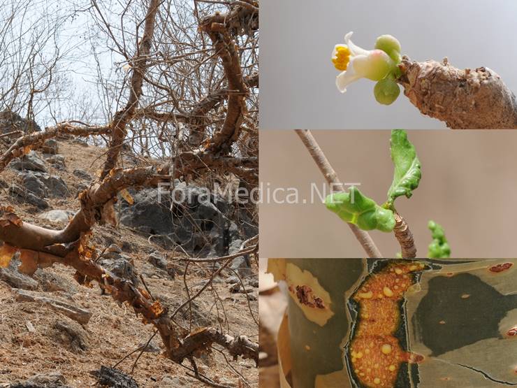 몰약나무(沒藥樹) Commiphora myrrha (Nees) Engl.