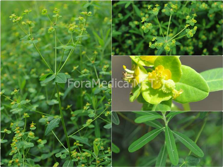 버들옻(大戟;대극) Euphorbia pekinensis Rupr.