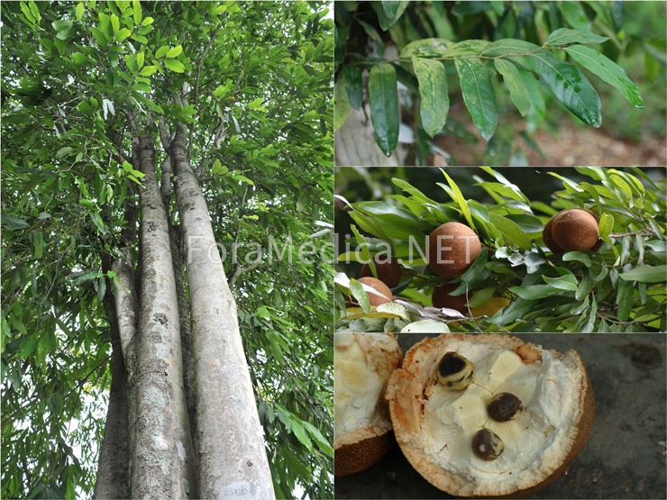 태국대풍자(泰國大風子) Hydnocarpus anthelminthicus Pierre ex Laness.