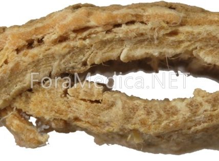 저백피 樗白皮 Ailanthi Cortex : 根皮(상), 樹幹皮(하)