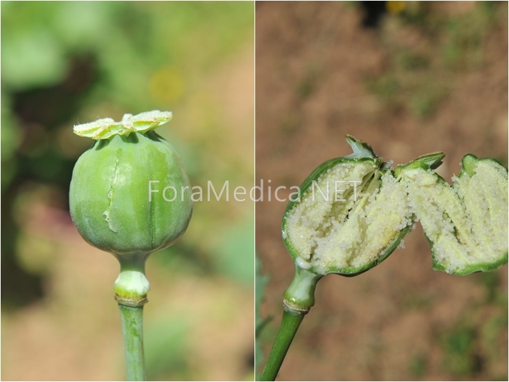 앵속각(罌粟殼) Papaveris Pericarpium