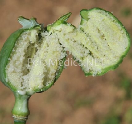 앵속각(罌粟殼) Papaveris Pericarpium