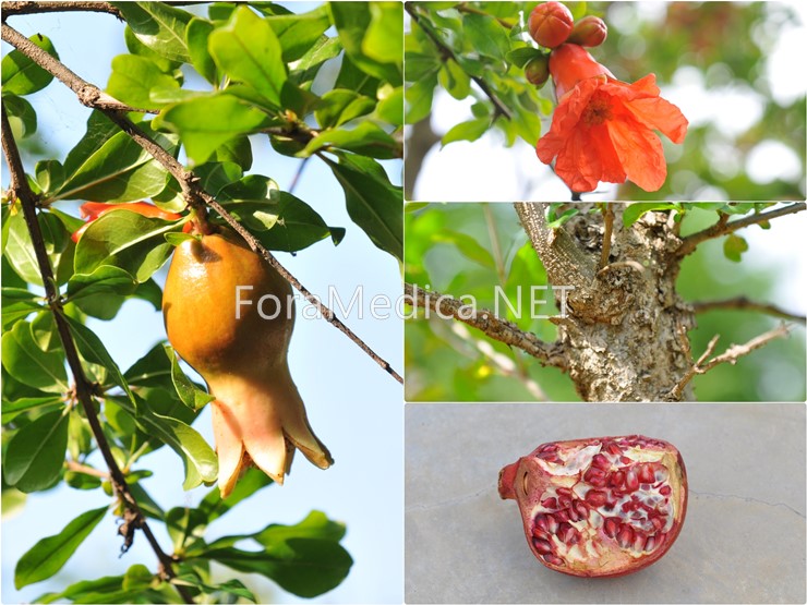 석류나무 Punica granatum L.