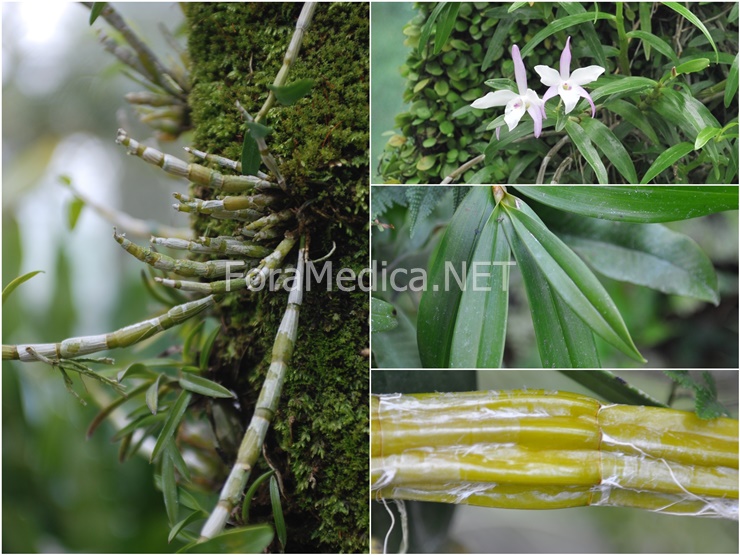 석곡(細莖石斛) Dendrobium moniliforme (L.) Sw.