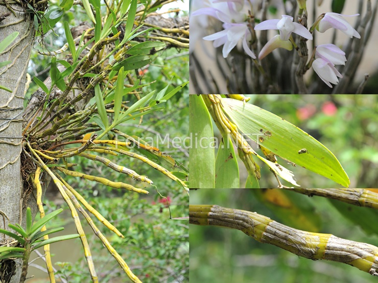 金釵石斛 Dendrobium nobile Lindl.