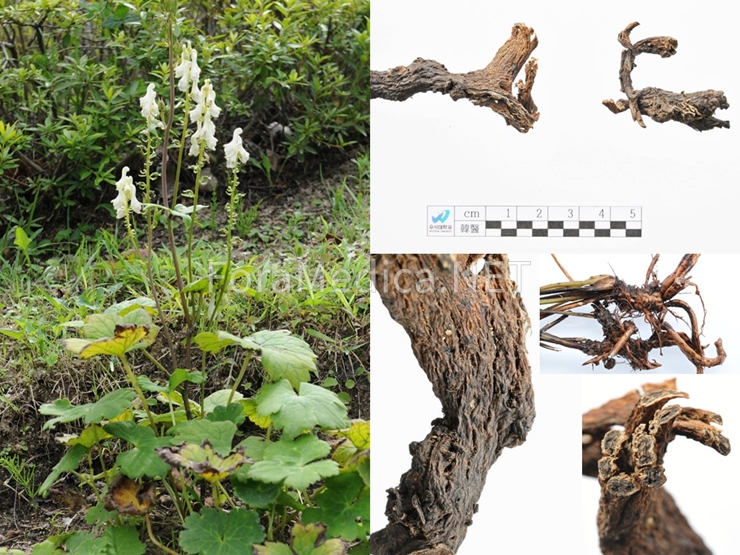 토진교(土秦艽) - 흰진범 Aconitum longecassidatum Nakai의 뿌리