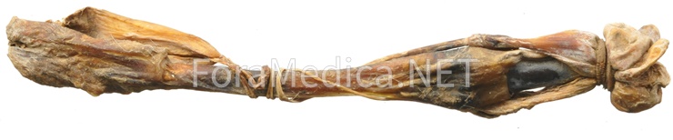 해구신(海狗腎) Callorhini Testis et Penis