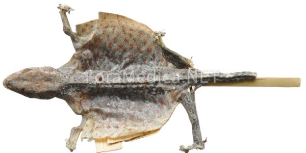 합개(蛤蚧) Gecko
