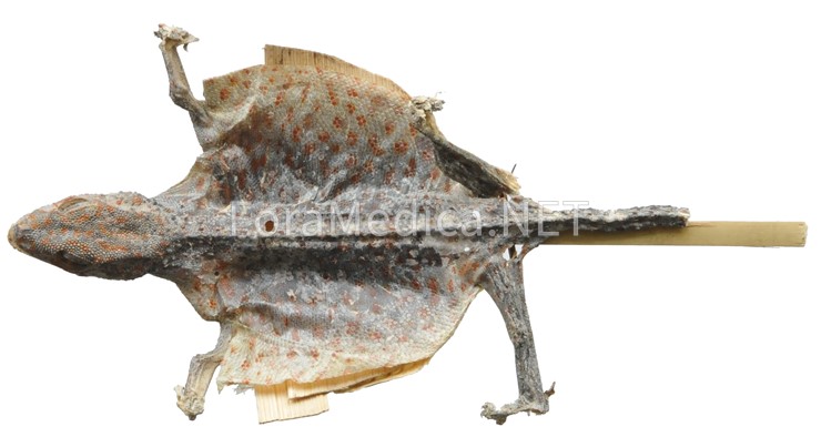 합개(蛤蚧) Gecko