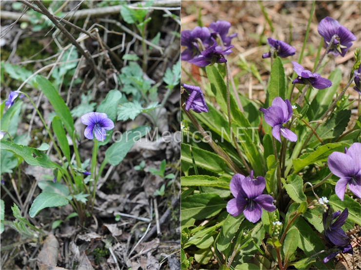 제비꽃 Viola mandshurica W.Baker (좌), 호제비꽃 Viola philippica Cav. (우)