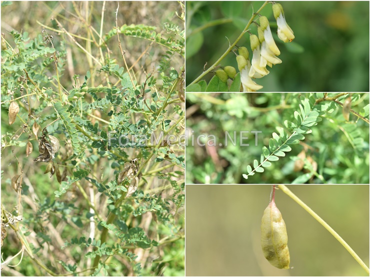 몽고황기(蒙古黃芪) Astragalus mongholicus Bunge