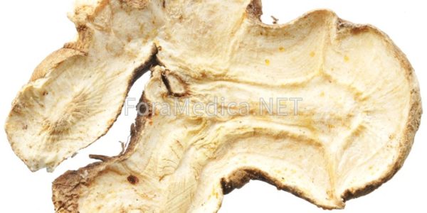 唐白朮 (또는 중국백출, 腿白朮) : Atractylodis Macrocephalae Rhizoma