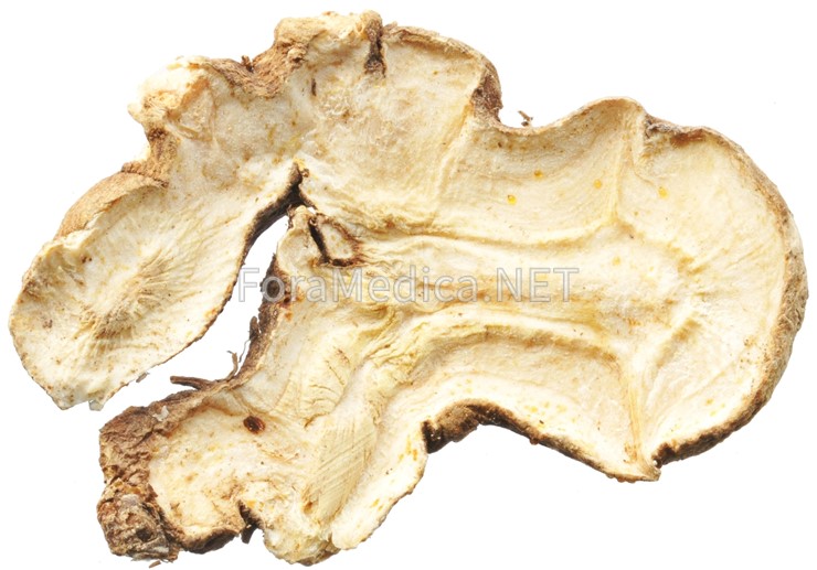 唐白朮 (또는 중국백출, 腿白朮) : Atractylodis Macrocephalae Rhizoma