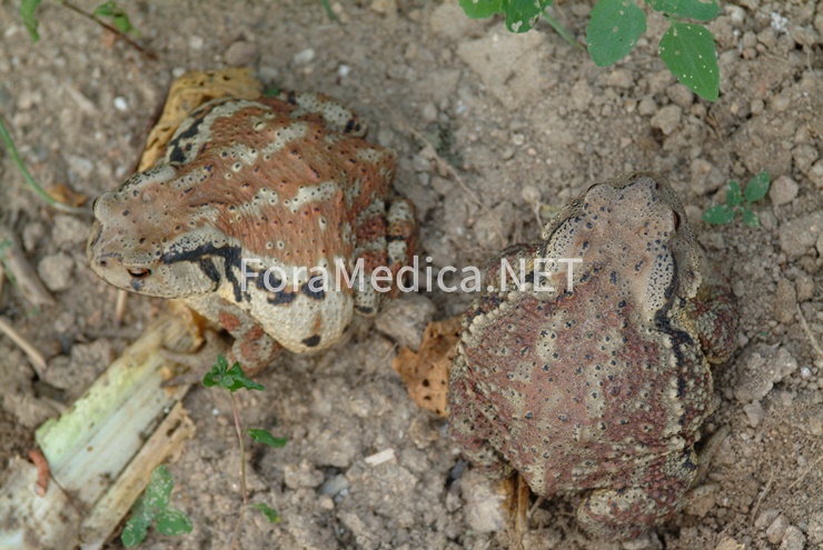두꺼비 Bufo spp.