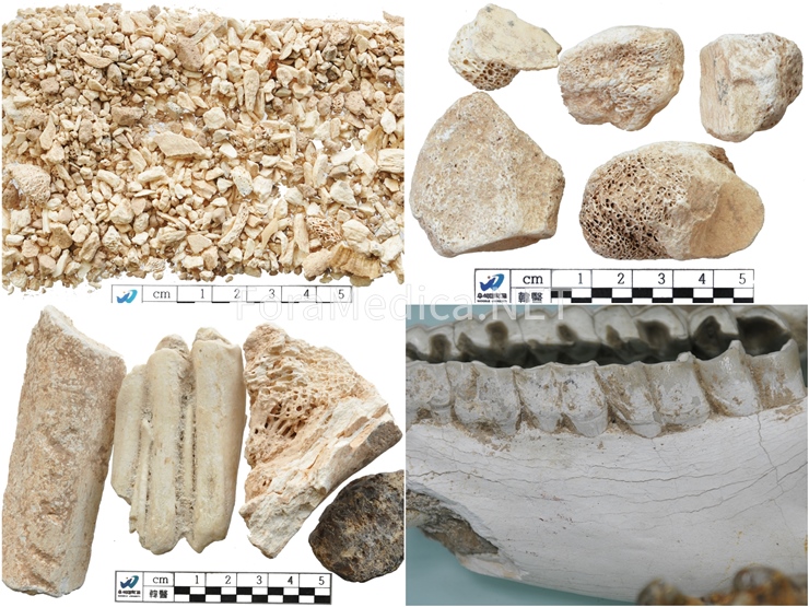 용골(龍骨) Fossilia Ossis Mastodi
