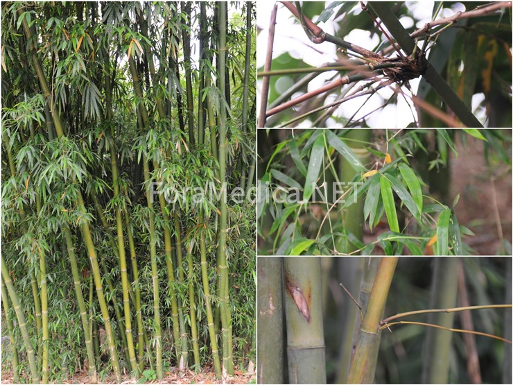 청간죽(靑秆竹) Bambusa tuldoides Munro