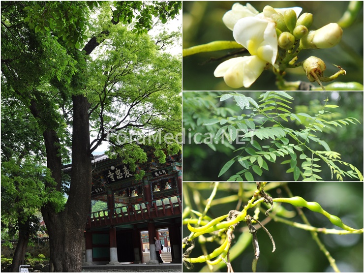 회화나무(槐) Styphnolobium japonicum (L.) Schott