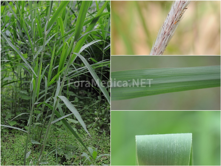 띠(大白茅) Imperata cylindrica (L.) Raeusch.