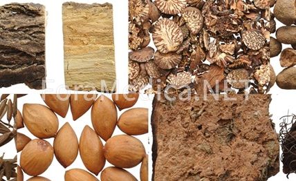 제10장 구충약(驅蟲藥)