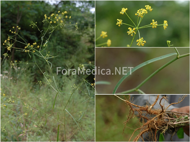 참시호(狹葉柴胡, 南柴胡, 紅柴胡) Bupleurum scorzonerifolium Willd.