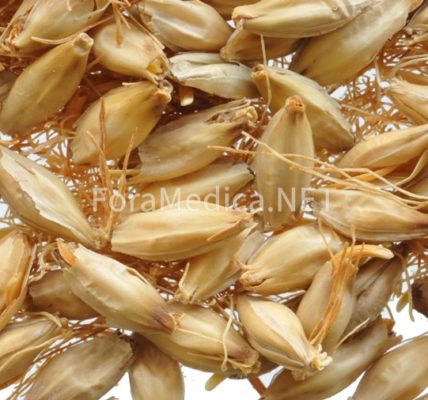 맥아(麥芽) Hordei Fructus Germinatus