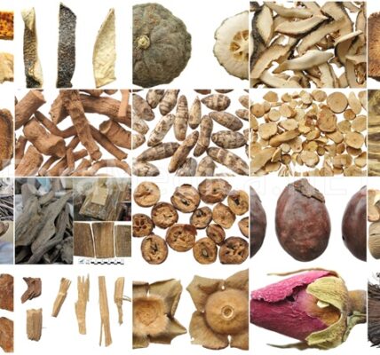 제8장 이기약(理氣藥)