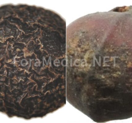 畢澄茄 vs 山鷄椒