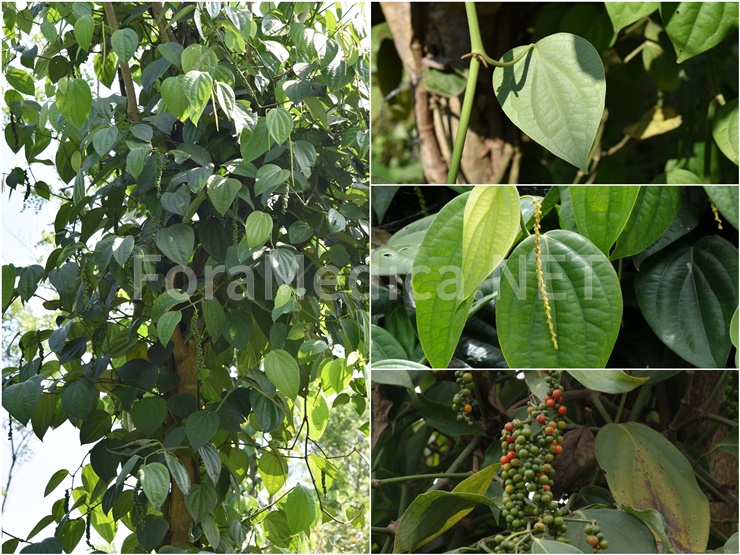 후추 Piper nigrum L.