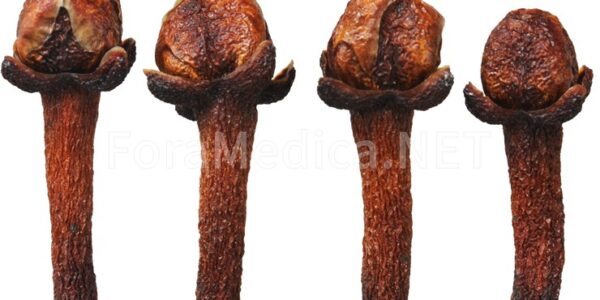 정향 丁香 Syzygii Alabastrum