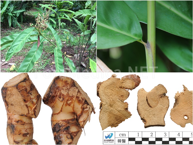 대고량강 大高良薑 Alpiniae Galangae Rhizoma, 紅豆蔲