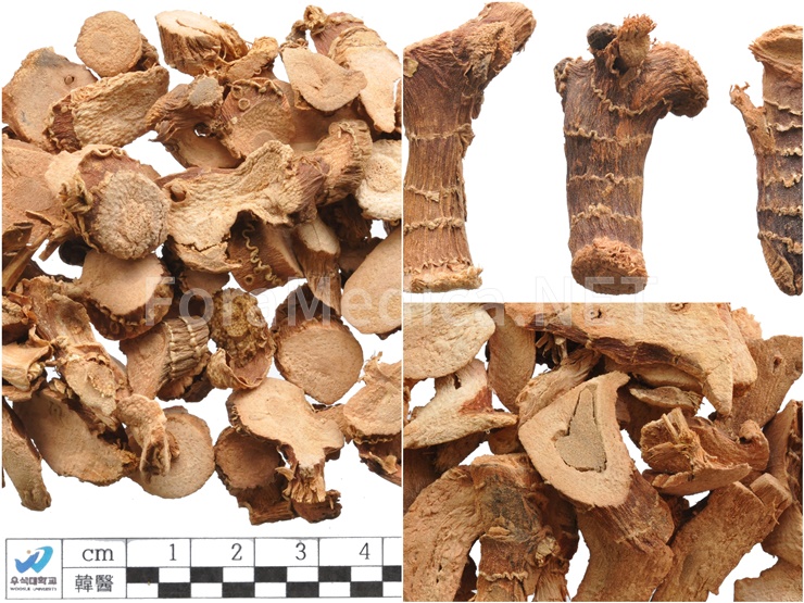 고량강 高良薑 Alpiniae Officinarii Rhizoma