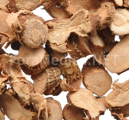 고량강 高良薑 Alpiniae Officinarii Rhizoma