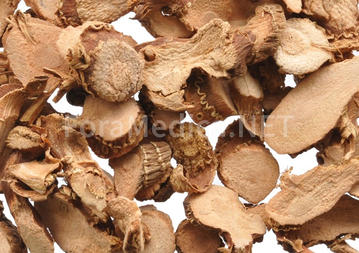 고량강 高良薑 Alpiniae Officinarii Rhizoma