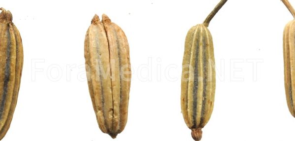 소회향 小茴香 Foeniculi Fructus